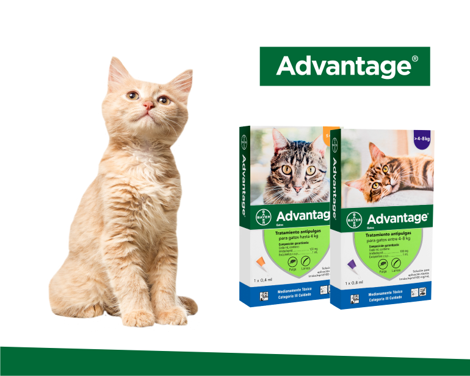 Advantage para Gatos