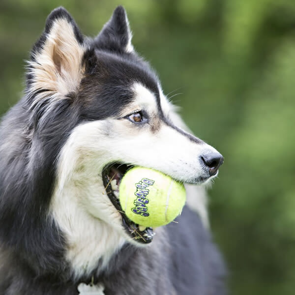 Kong - Squeakair Ball 1uni