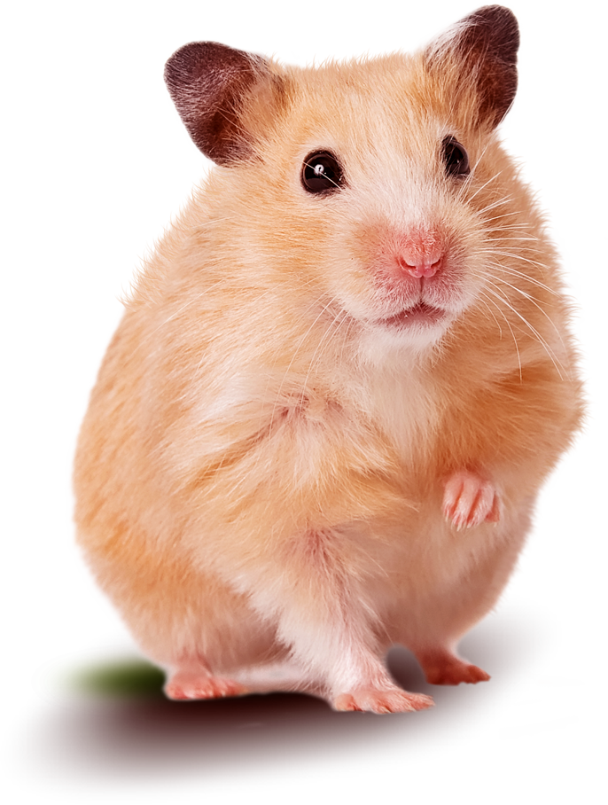 Champion - Mini Pet Hamster y Gerbos 500gr