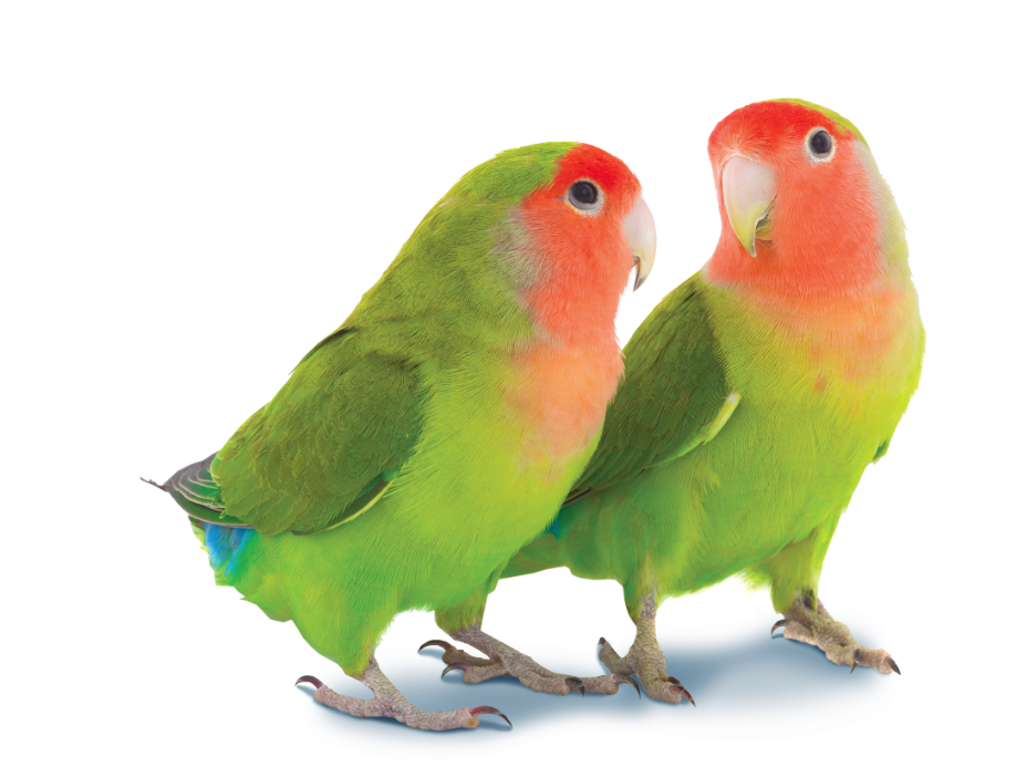 Jugueteria En El Apumanque 3d mon