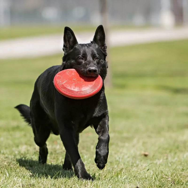 Kong - Flyer Frisbee